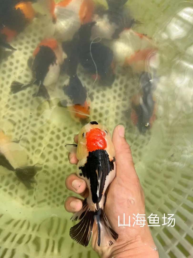 山海鱼场观赏鱼泰狮金鱼9