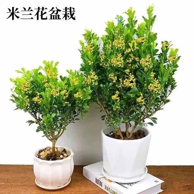 米兰花盆栽四季开花浓香型花卉香水米兰阳台带花苞室内外庭院植物