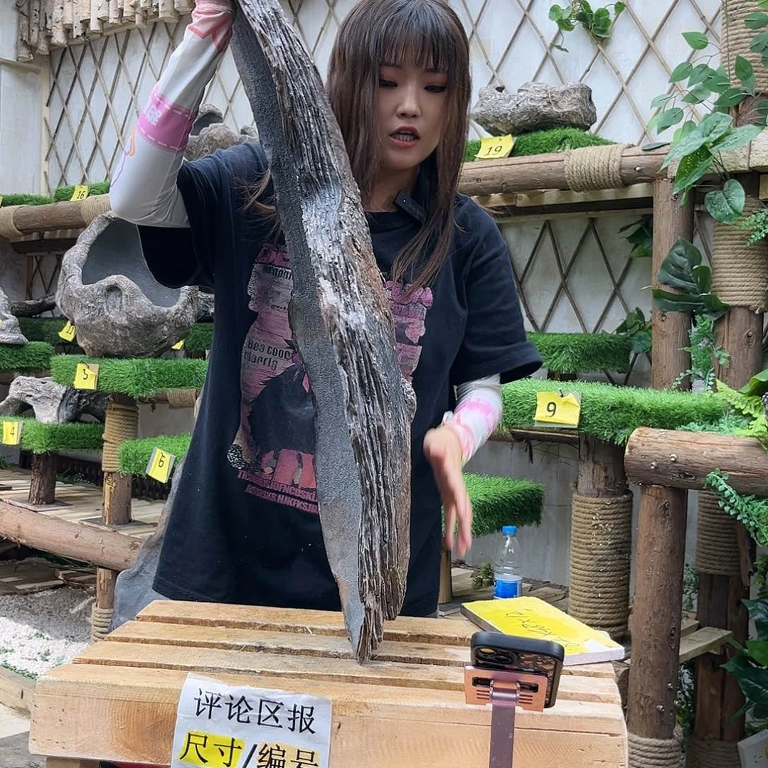 盆景等艺术品的p5-005