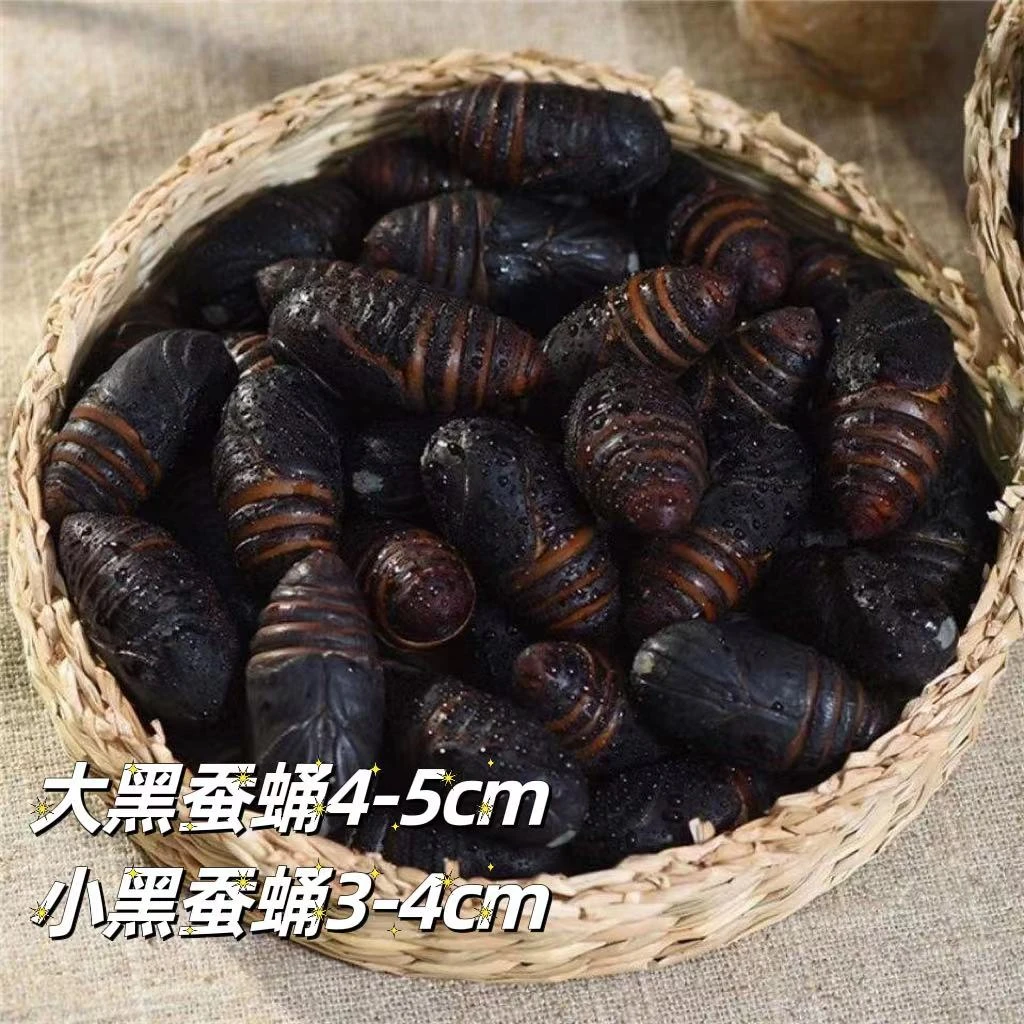 东北西丰土特产黑色黑蛹2斤3斤5斤