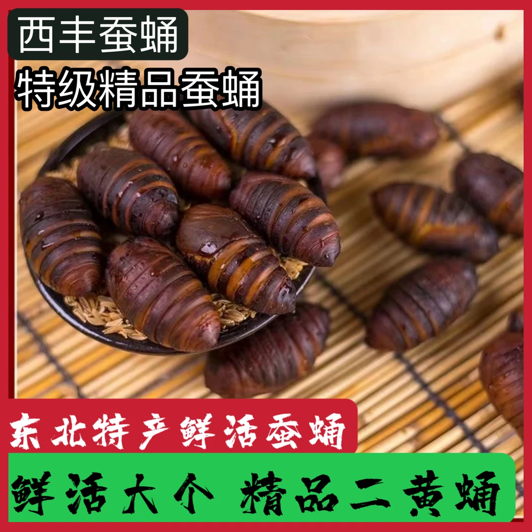 二黄 东北西丰新鲜蚕蛹茧蛹2斤3斤5斤二黄