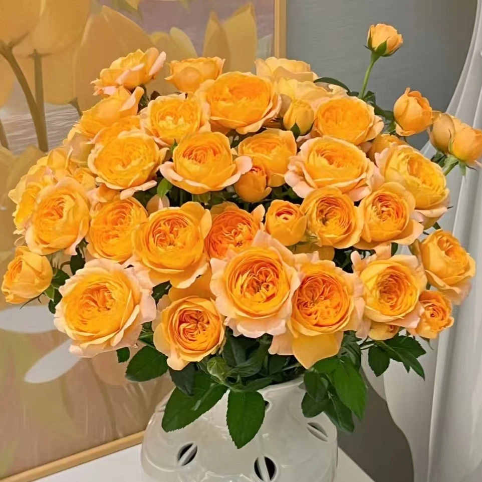 【果汁阳台+绝色果汁】阿木 月季花露天苗耐寒耐热花期长四季开花