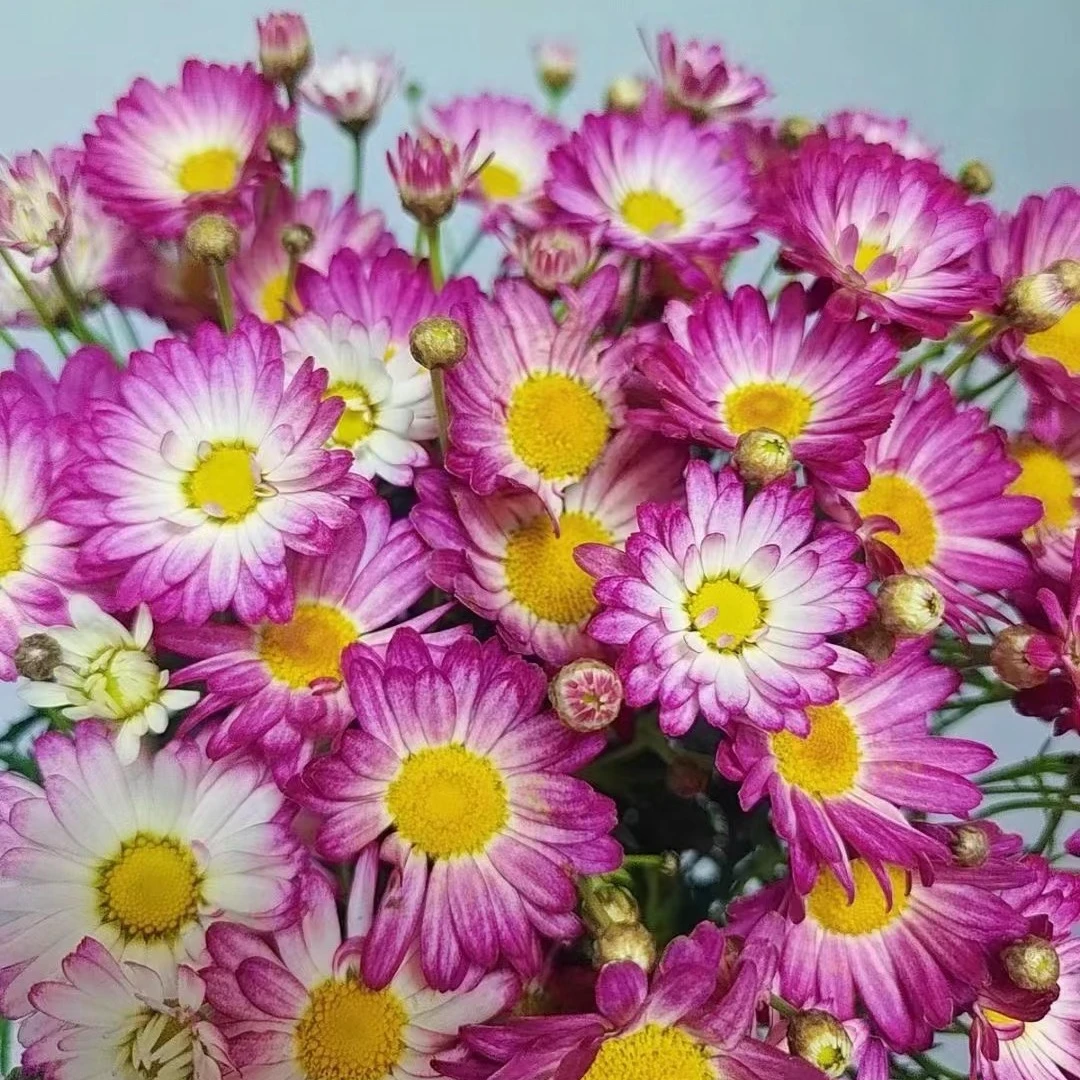 《玛格丽特》 阿木 菊花重瓣彩色中盆适合秋季耐寒耐热花期长150盆