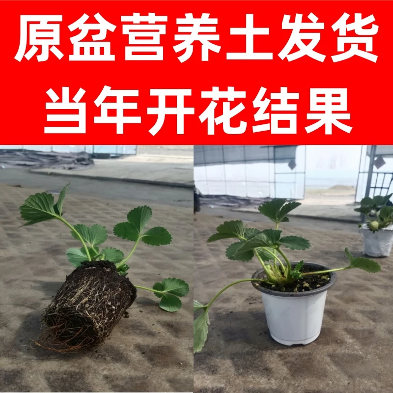牛奶油白黑草莓苗秧原盆土黑珍珠盆地栽阳台庭院种植四季结果树苗