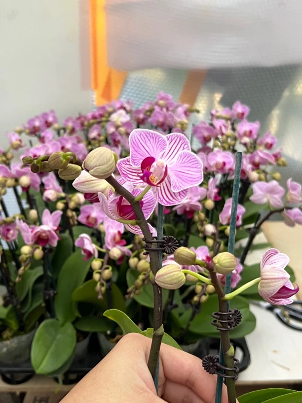 富豪优选（奥利奥）蝴蝶兰花期长好养护