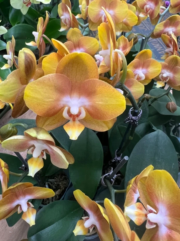 （拉斯维加斯）蝴蝶兰单花好养护