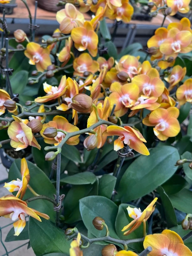 富豪优选（拉斯维加斯）蝴蝶兰欧品 花期长 好养护