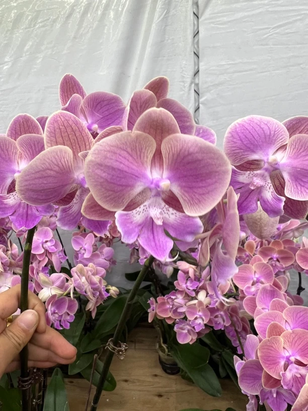 富豪优选（唯美双）蝴蝶兰大舌头花期长好养护