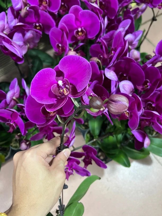 【大辣椒】蝴蝶兰短花剑单花剑紫气东来