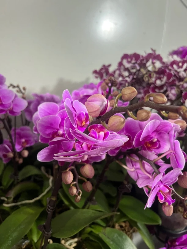 【L9】蝴蝶兰长花剑带花带花苞