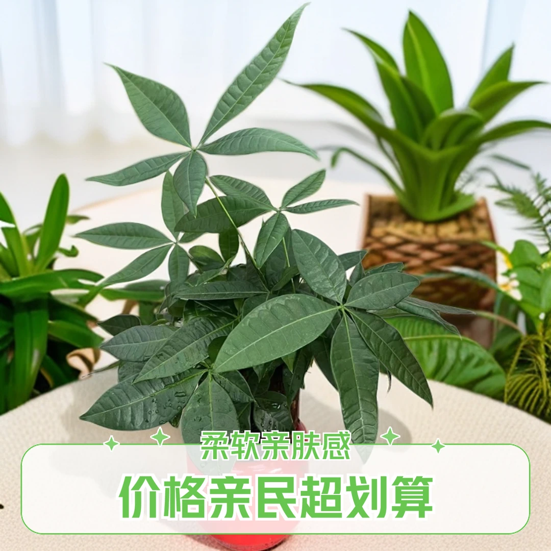 清货高端三支装发财树室内办公室必备招财绿植