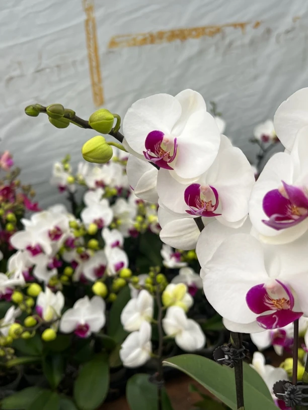 富豪优选（雪玉02）蝴蝶兰花期长好养护