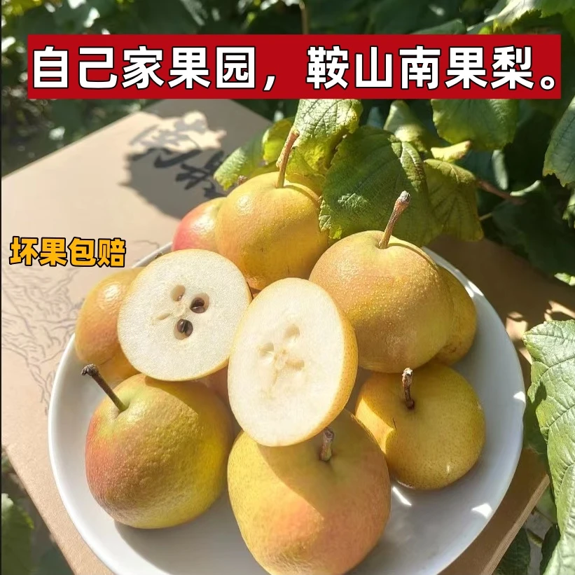辽宁鞍山海城南果梨南国梨新鲜孕妇水果净重5斤酸甜多汁南果梨