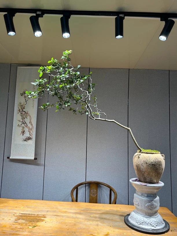 〖阿山艺术盆景〗直播间一物一拍