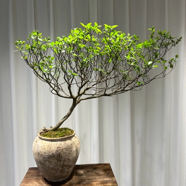 【阿山盆景】海岛栀子花一物一拍