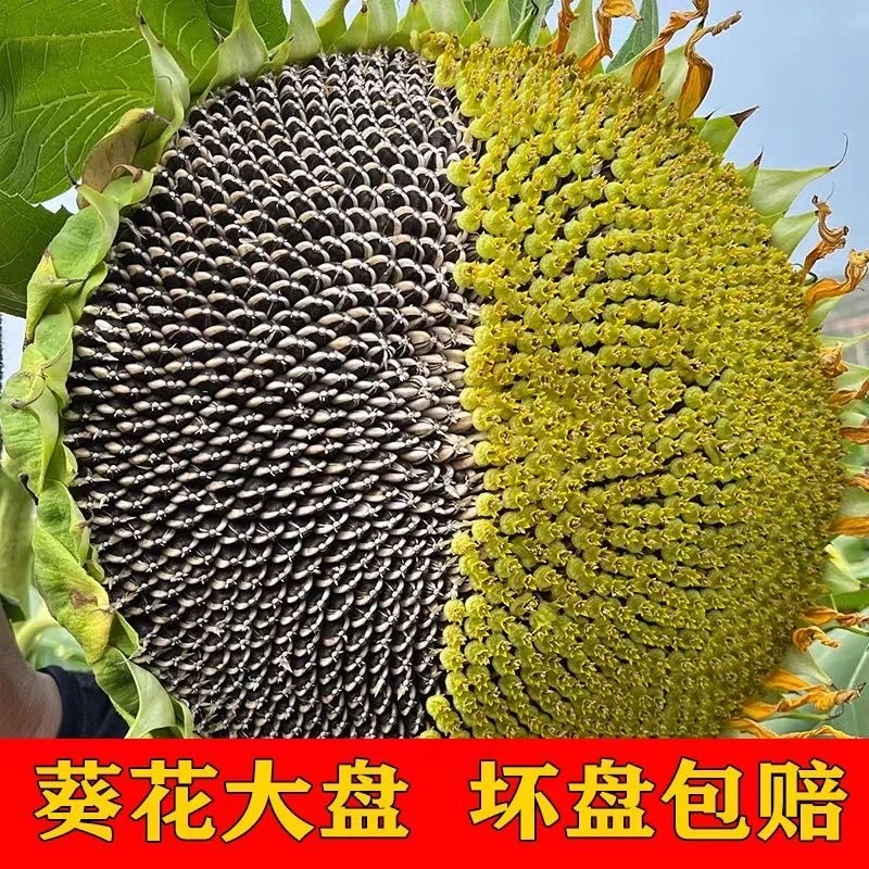 新鲜向日葵葵花盘2盘约5斤河南开封