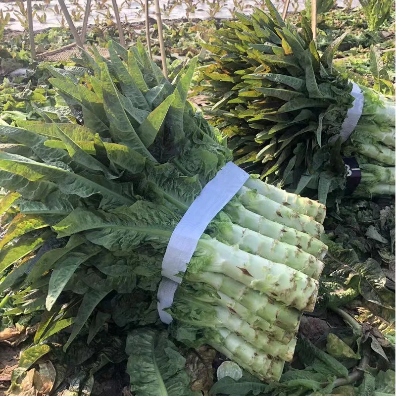 云南现挖红叶莴笋5斤9斤应季蔬菜