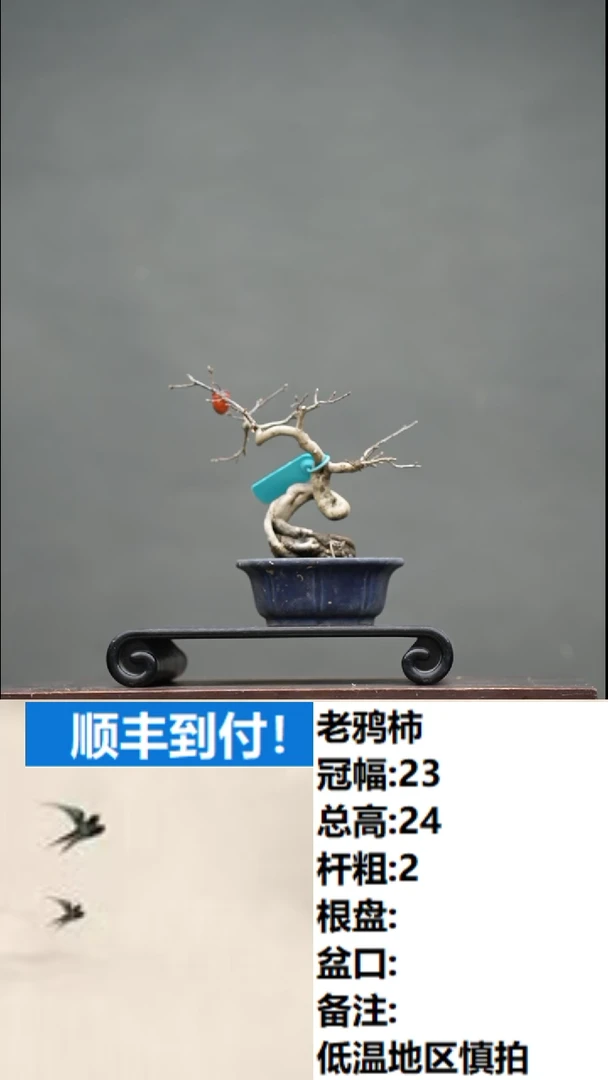 【闪购商品】19 老鸦柿