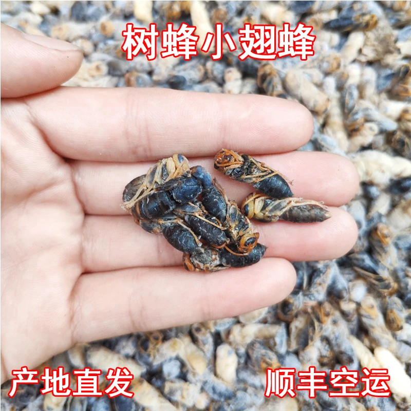 小四级云南特产新鲜速冻马蜂黑无翅金环胡蜂树蜂蜂巢蛹顺丰包邮