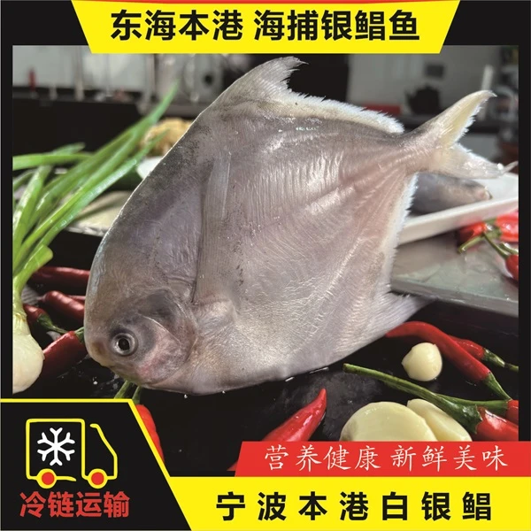 【3条/斤银鲳】东海冷水本港白银鲳 3条/斤/袋*4袋 共12条 速冻锁鲜