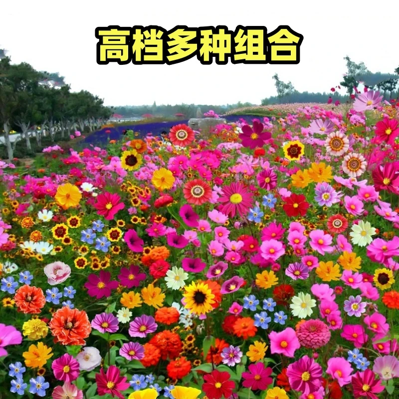 耐寒多年矮生野花组合花种子庭院室外百日草花种籽子四季播种开花