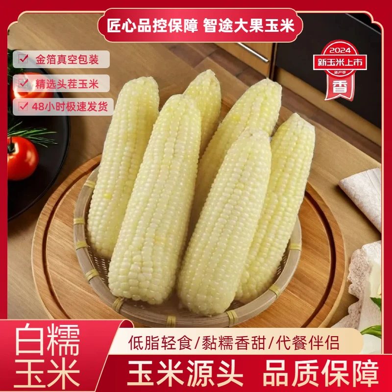 【试吃2根】24年头茬东北白糯玉米整箱10根6斤以上金箔包装智途专属