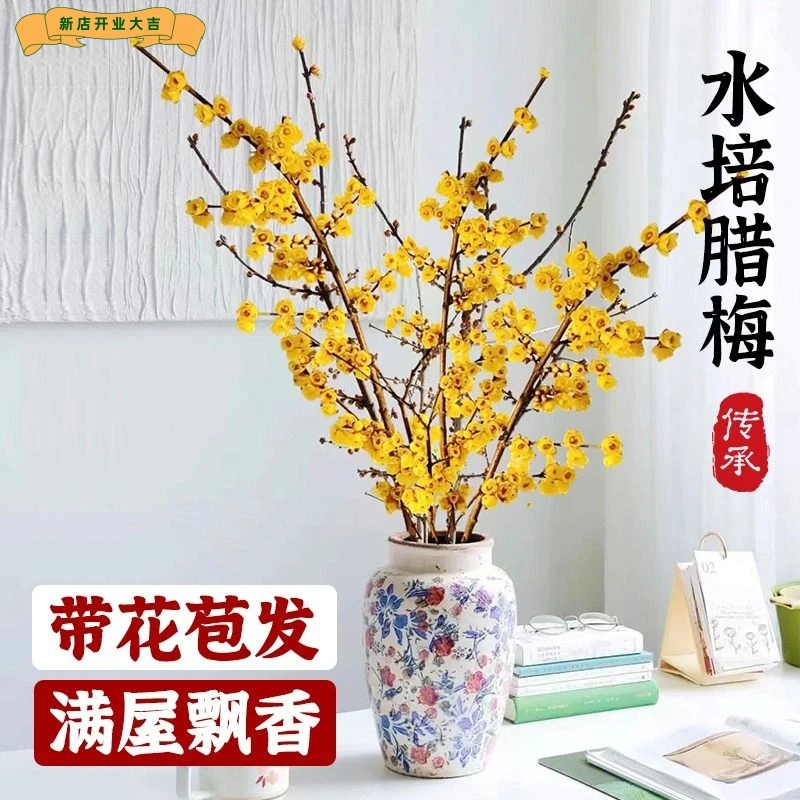 浓香型开花花苞干枝梅花耐寒遇水水培盆栽客厅插花腊梅鲜切花室内