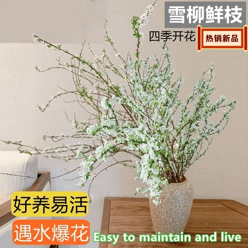 雪柳鲜枝干枝泡水开花冬季水培耐寒植物花卉遇水室内插花绿植水养