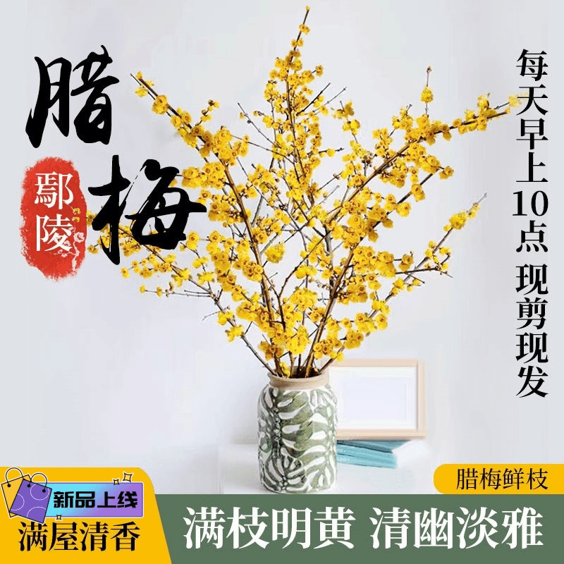 水培鲜切腊梅枝秋冬室内水养花卉浓香型干枝植物澳洲年宵客厅花束
