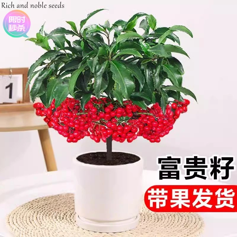 富贵籽盆栽黄金万两植物带果子红果客厅招财室内好养懒人花卉绿植