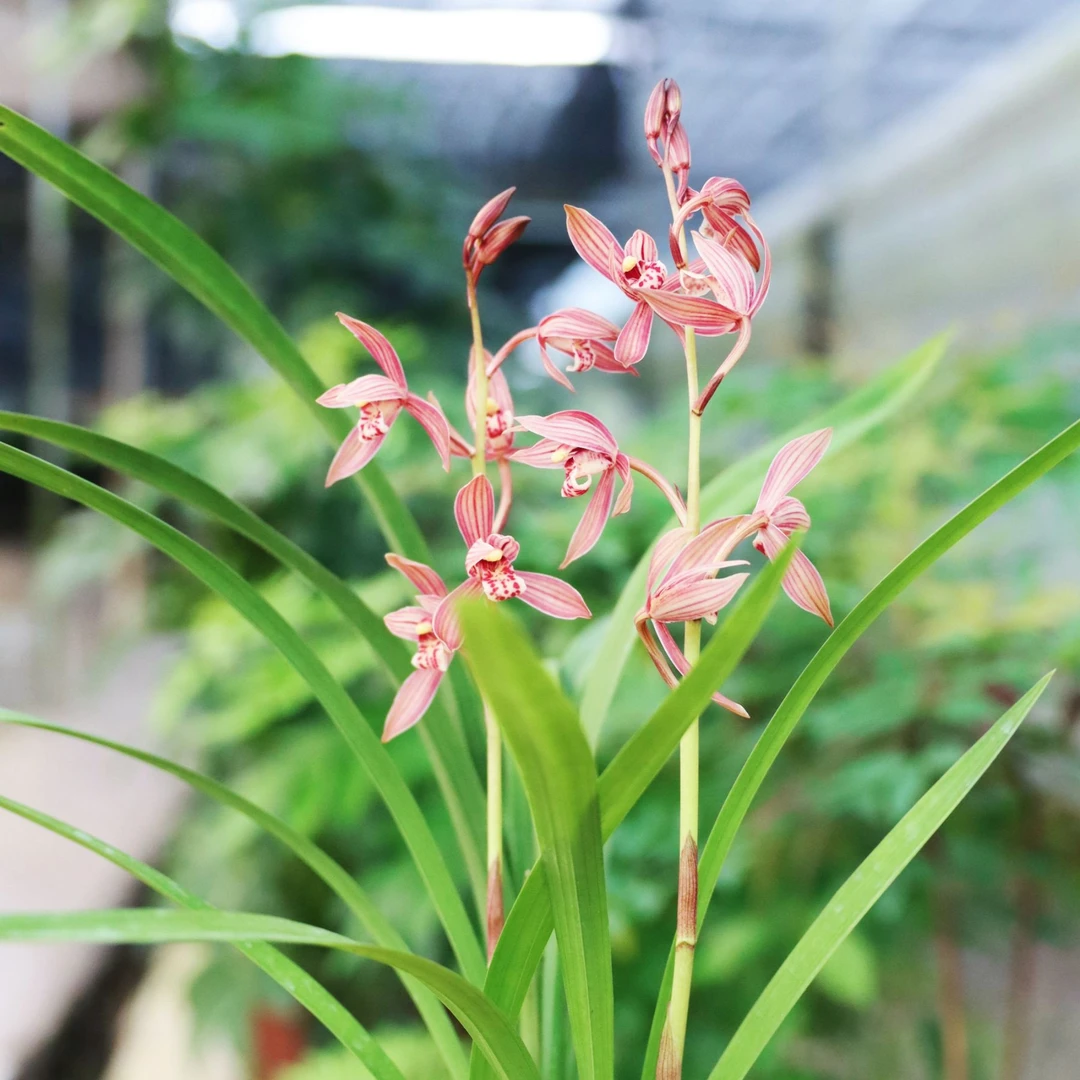 满堂红 兰花 建兰 经典铭品 红花红色浓香开花