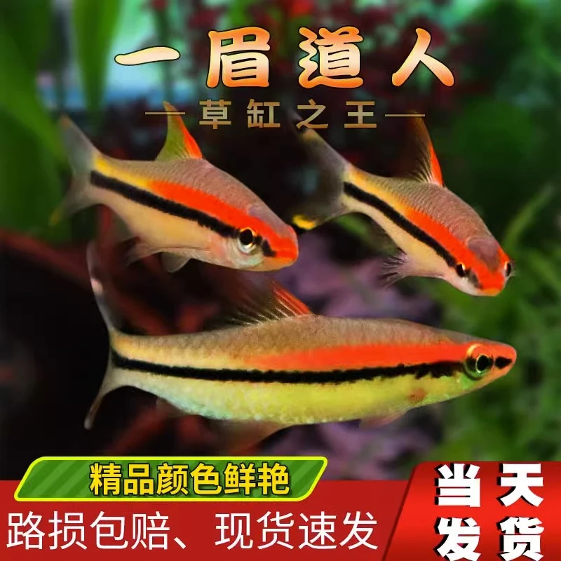 一眉道人热带观赏鱼群游灯科鱼淡水草缸活体好养易活