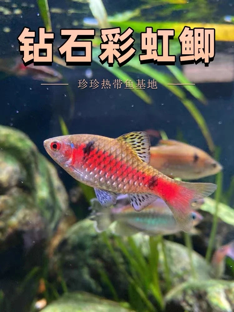 钻石彩虹鲫小型热带观赏鱼耐养耐活活体广温鱼