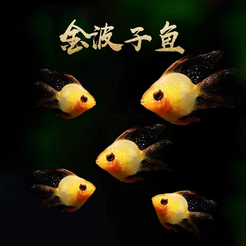 溪云【金波子观赏鱼】热带小型鱼短鲷鱼阿凡达蓝波子