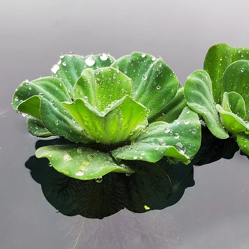 水芙蓉苗水培观叶植物鱼塘庭院造景绿植鱼缸水池养鱼净化水质水草