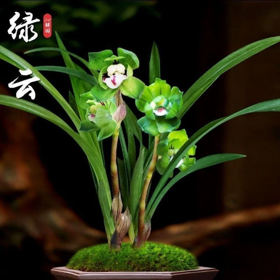兰花苗矮种兰花苗春兰绿云皇后盆栽阳台窗台客厅室内美观花卉绿植