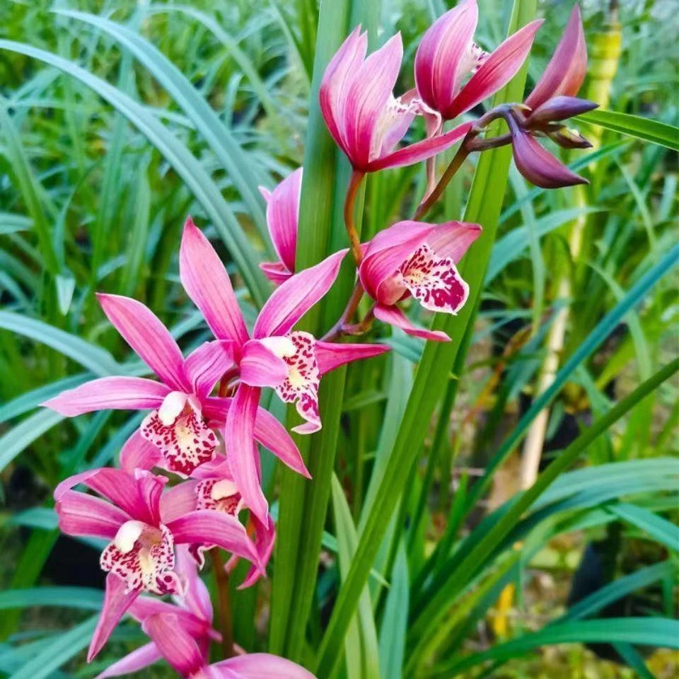 兰花直播链接一物一拍看描述咨询客服