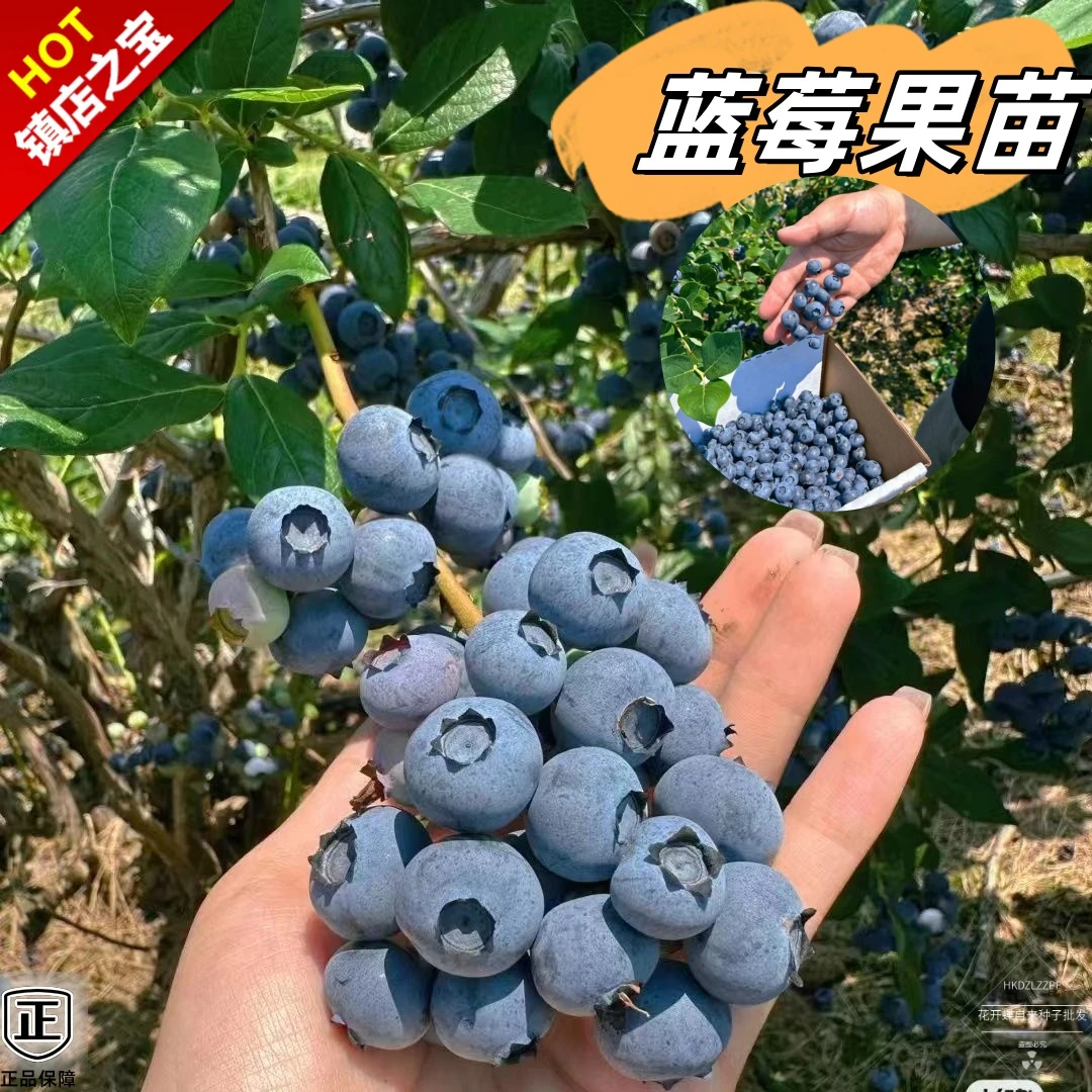 【花开蝶自来】南北方适宜种植现挖水果苗栽植全国栽种绿植好养易活