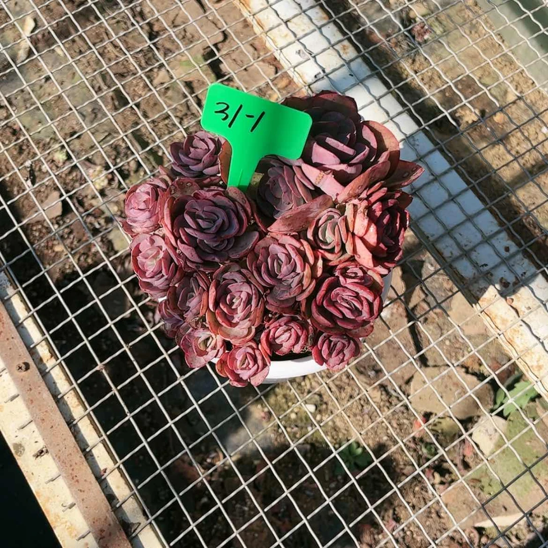 【闪购商品】秀妍31.1