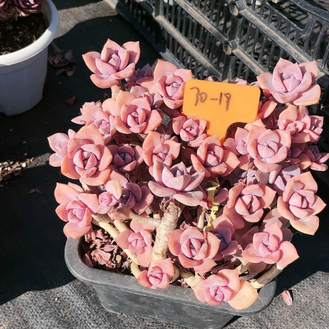 【闪购商品】彩虹糖30.19