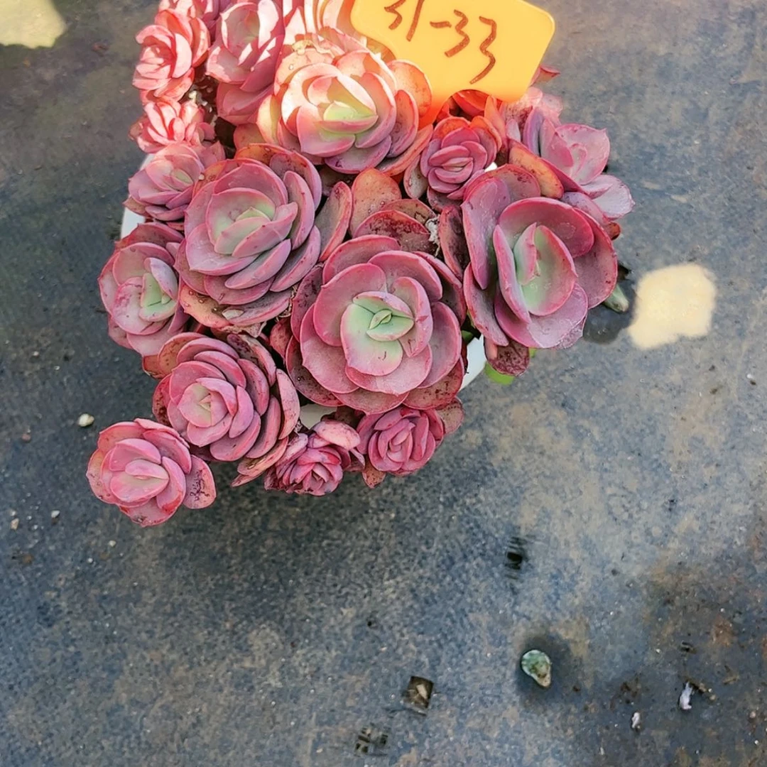 【闪购商品】31.33秀妍