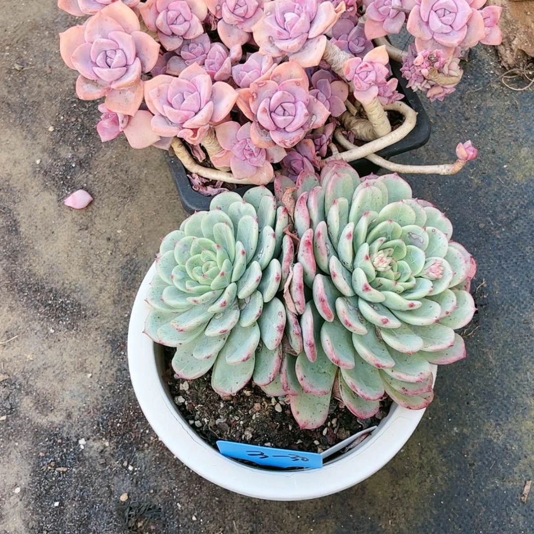 【闪购商品】3.30彩虹糖组合