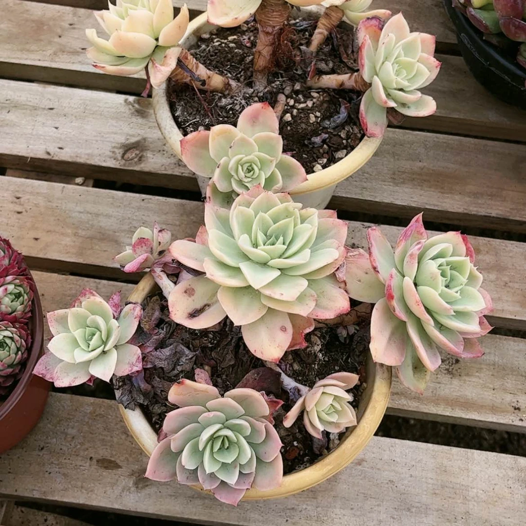 【闪购商品】星纳塔