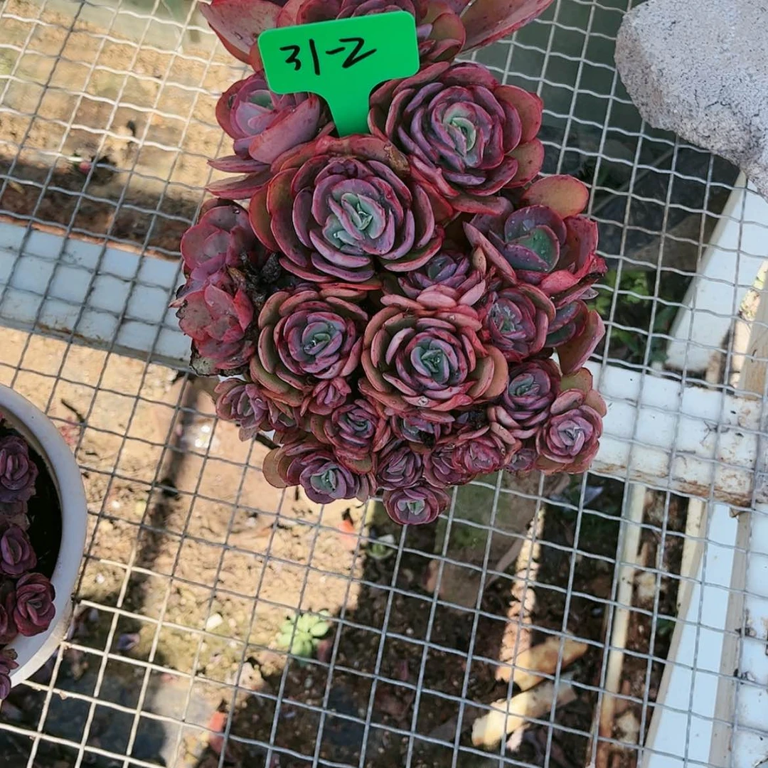 【闪购商品】31.2秀妍