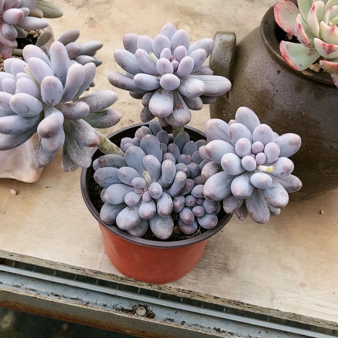【闪购商品】踏**回汤圆2222222