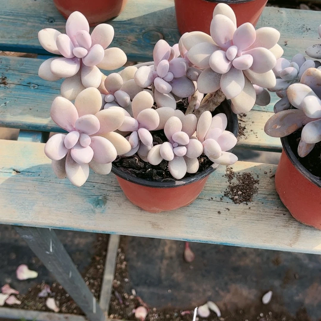 【闪购商品】繁**天3.1桃蛋
