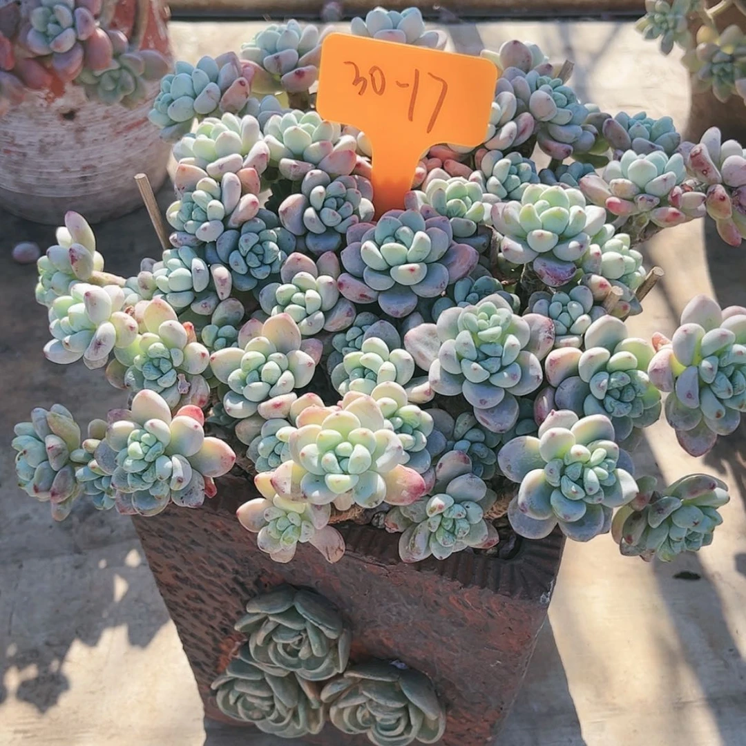 【闪购商品】劳尔30.17