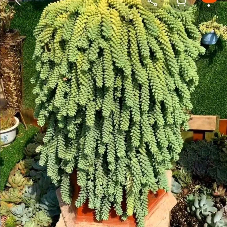 庭院多肉植物 垂掉型多肉植物彩虹玉坠撒豆成兵造景装饰