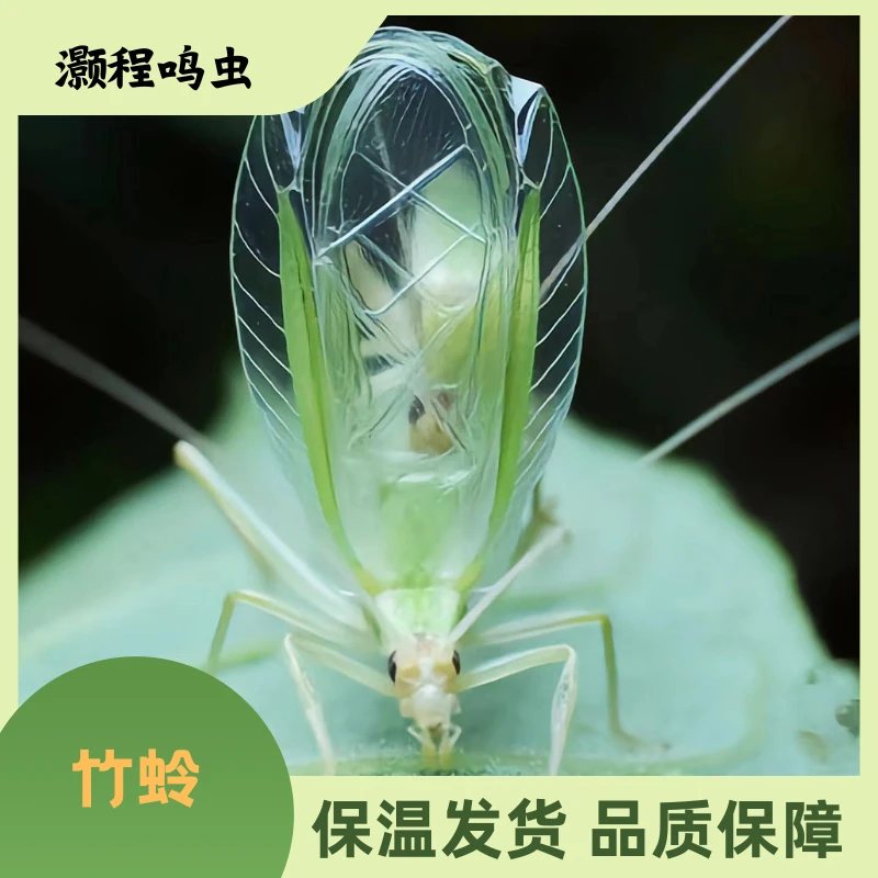 精品柬埔寨竹蛉 听叫 鸣虫宠物 鸣虫模型