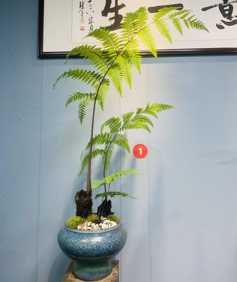 网红禅意蕨类室内麟毛蕨绿植花卉观叶茶几产品喜阴喜水植物盆栽